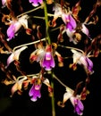 Close up Potrait beautiful christmas orchid flower Royalty Free Stock Photo