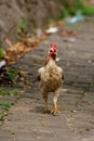 Potrait, close up hens