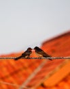 couple of pacific swallow on a rope