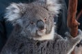 Potrait of cute koala bear animal on a eucalyptus tree