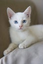 Potrait of a cute white kitten with blue eyes Royalty Free Stock Photo