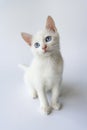 Potrait of a cute white kitten with blue eyes Royalty Free Stock Photo