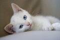 Potrait of a cute white kitten with blue eyes looking into camera Royalty Free Stock Photo