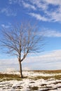 A potrait of the dead maple tree in snowy winter