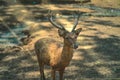 Potrait of a deer under the shadow inside breeding ground