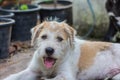A potrait dog Royalty Free Stock Photo