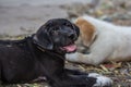 A potrait dog Royalty Free Stock Photo