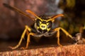 Potrait of a field wasp