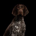 Potrait of German Shorthaired Pointer Dog or Kurzhaar Royalty Free Stock Photo