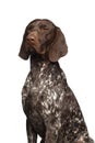 Potrait of German Shorthaired Pointer Dog or Kurzhaar Royalty Free Stock Photo