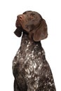 Potrait of German Shorthaired Pointer Dog or Kurzhaar Royalty Free Stock Photo