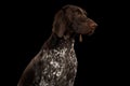 Potrait of German Shorthaired Pointer Dog or Kurzhaar Royalty Free Stock Photo