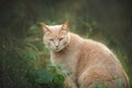 Gorgeous noble red cat. Ginger Stray cat sitting outdoors in Greece. Scared big cat in the forest