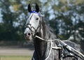 Potrait of a gray horse trotter breed in motion on hippodrome. Royalty Free Stock Photo