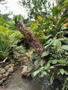 Potrait image of Vegetation grows near a fallen tree Royalty Free Stock Photo