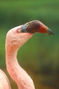 Potrait of the lesser flamingo Royalty Free Stock Photo