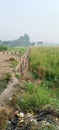 Potrait of a long farm trail on a sunny day in india. Agro industry. Royalty Free Stock Photo