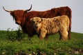 Potrait of mother and child highlander, wild cows in Europe