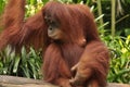 Potrait of Mother Orang Utan in Singapore Zoo