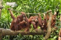 A group of Orang Utan and its baby in Singapore Zoo