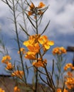 Potrait of mustard flower