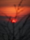 potrait of orange sunset over the sea