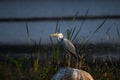 Potrait of The Painted Stork Mycteria leucocephala in the Wet land Water Royalty Free Stock Photo