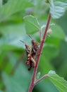 a pair of grasshopper making love on tree branch