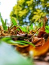 Potrait photo of a grass with blurred background