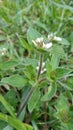 potrait photo of melastomes plant with white flower in the forest