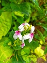 Potrait photo of White flower with blurred background