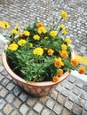 Potrait photo of yellow and orange marigold flowers planted on the pot with stone background