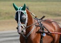 Potrait of a red horse trotter breed in motion on hippodrome. Royalty Free Stock Photo