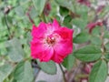 Red rose blossom in the garden spring seasson