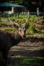 potrait shot of deer on zoo park