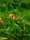 potrait shot of flower nature spotlight