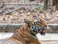 Potrait shot of Tigress Tiger in natural habitat Royalty Free Stock Photo