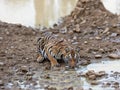 Potrait shot of Tigress Tiger in natural habitat with cub Royalty Free Stock Photo