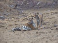 Potrait shot of Tigress Tiger in natural habitat with cub Royalty Free Stock Photo