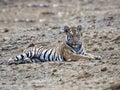 Potrait shot of Tigress Tiger in natural habitat with cub Royalty Free Stock Photo