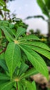 Potrait shot of wet plant leaves, cassava leaves in the garden