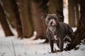 Potrait of staffordshire bull terrier under the pine.