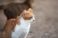 Potrait of a stray red cat. Ginger Stray cat sitting outdoors in Greece