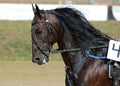 Potrait of strong dark bay horse trotter breed in motion on hippodrome. Royalty Free Stock Photo