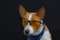 Potrait of stylish basenji dog wearing blue kerchief and having intent look through yellow glasses