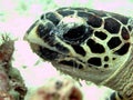 Potrait of a turtle