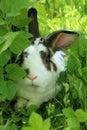 Potrait of twocollored rabbit with long ears in long grass Royalty Free Stock Photo