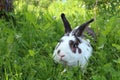 Potrait of twocollored rabbit in long grass Royalty Free Stock Photo