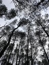 Potrait View Of Pine Trees