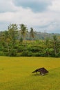 Potrait view of yellow rice fields and huts